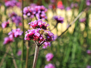 Little bee collects nectar on verbena