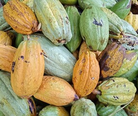 a pile of harvested chocolates in the garden