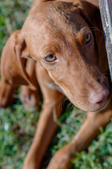 Close Up 4 Months Old Puppy of Hungarian Short Haired Vizsla	