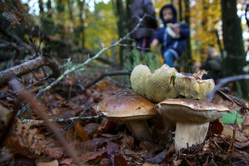 Cueillette au Champignon dans le Sud de la France