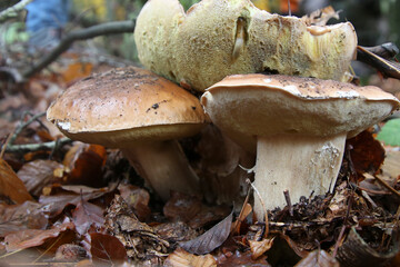Cueillette au Champignon dans le Sud de la France