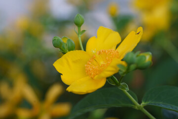黄色い花