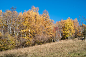 Fototapeta premium autumn in the forest