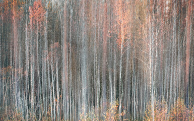 natural background from forest of birch trunks and autumn leaves reflected in the water of the lake