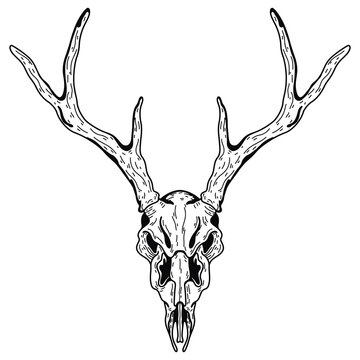 Vector realistic animal scull with horns. Eps 10  illustration can be used for party invitation, design template, greeting card, patterns fill, posters,logo, tattoo, branding. Design element 