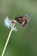 beautiful and elegant Zerynthia Polyxena butterfly summer morning in the meadow