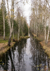 autumn landscape with a bog ditch, colorful trees on the side of the ditch, white birch trunks and yellow leaves reflected in the water of a dark bog ditch