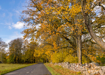 Naklejka premium beautiful autumn landscape with colorful trees and road, golden autumn, November, autumn time