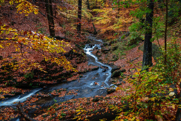 autumn forest - Herbstwald