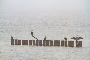 cormorant valleys of Comacchio adriatic sea po delta regional park