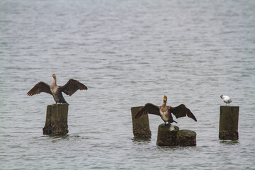 cormorant valleys of Comacchio adriatic sea po delta regional park