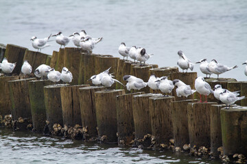 sandwich terns valleys of Comacchio adriatic sea po delta regional park