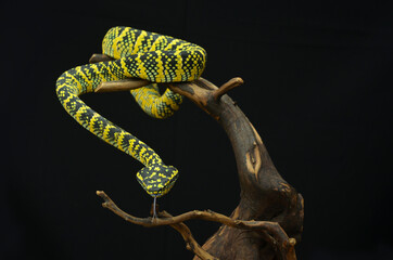 Naklejka premium Tropidolaemus wagleri