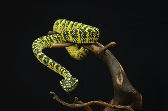 Waglers Pit Viper Tropidolaemus Wagleri Stock Photo - Download Image Now -  Snake, Wagler's Temple Viper, Ambush - iStock