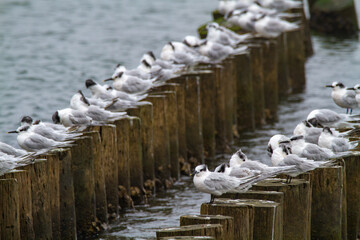 sandwich terns valleys of Comacchio adriatic sea po delta regional park