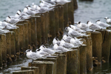 Sandwich terns bird valleys of Comacchio adriatic sea po delta regional park
