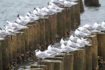 sandwich terns valleys of Comacchio adriatic sea po delta regional park