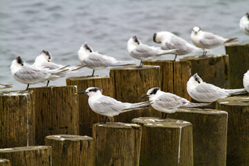 Sandwich terns valleys of Comacchio adriatic sea po delta regional park