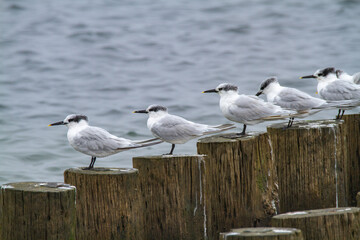 sandwich terns valleys of Comacchio adriatic sea po delta regional park