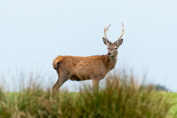 a young red deer stag stands on the top of a hill. It is positioned sideways and has his head turned looking to the front and the sky  behind. 