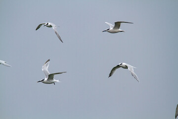 Sandwich terns bird valleys of Comacchio adriatic sea po delta regional park
