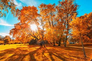 Vibrant autumn golden trees in park. Location: Gothenburg, Sweden