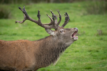 A close up of the head and shoulders of a red deer stag bellowing. It is during the rut and he has mud on his antlers