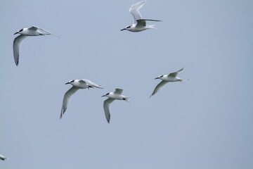 sandwich terns valleys of Comacchio adriatic sea po delta regional park