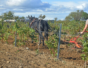 Animal : bardot attelé à une charrue pour labourer entre les rangs de vigne.