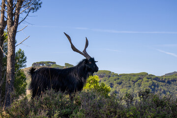 black billy goat with giant horns with sky behind