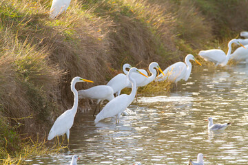 white heron valleys of Comacchio adriatic sea po delta regional park