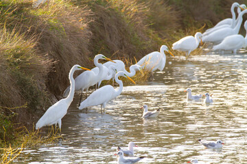 white heron valleys of Comacchio adriatic sea po delta regional park