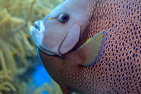 French angelfish,Pomacanthus paru,