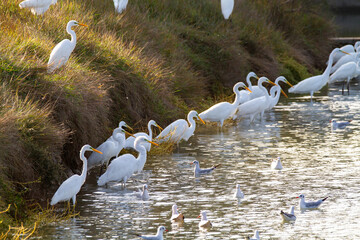 white heron valleys of Comacchio adriatic sea po delta regional park