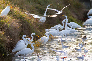 white heron valleys of Comacchio adriatic sea po delta regional park