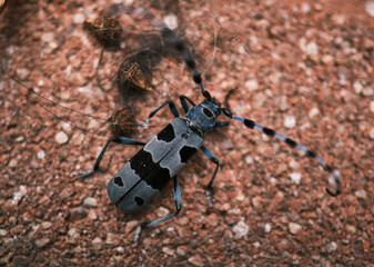 little bug