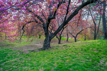 Japanese cherry tree in spring