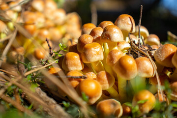 White mushroom close up coming out among the leaves, moss and branches in the mountains among the...
