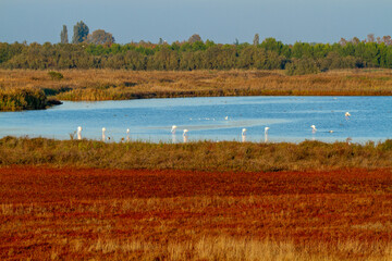 valleys of Comacchio adriatic sea po delta regional park