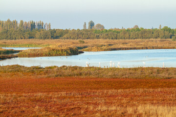 sunset valleys of Comacchio adriatic sea po delta regional park
