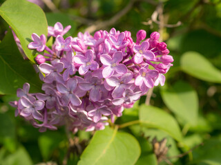 flowering lilac in the garden