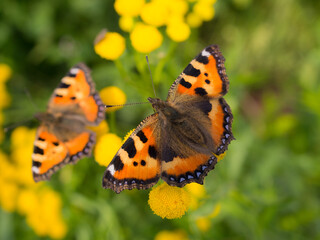 butterfly on tansy flowers closeup