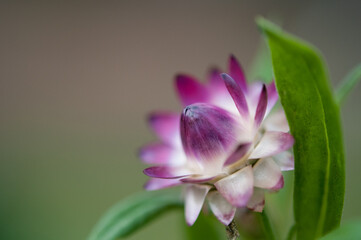 close up of pink flower and green leaves