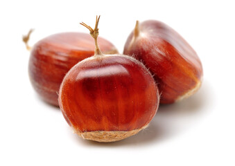 chestnut on a white background
