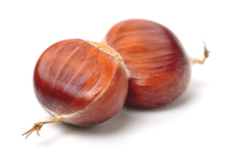 chestnut on a white background