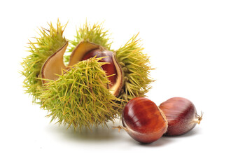 chestnut on a white background