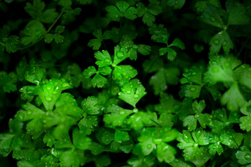 green leaves background