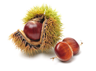 chestnut on a white background