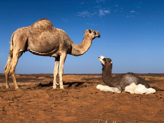 camel in western sahara desert