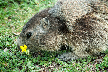 Murmeltier frisst Blume